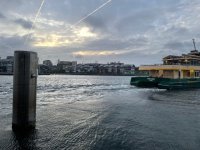 Wentworth Park - remove the greyhounds and give back this public land